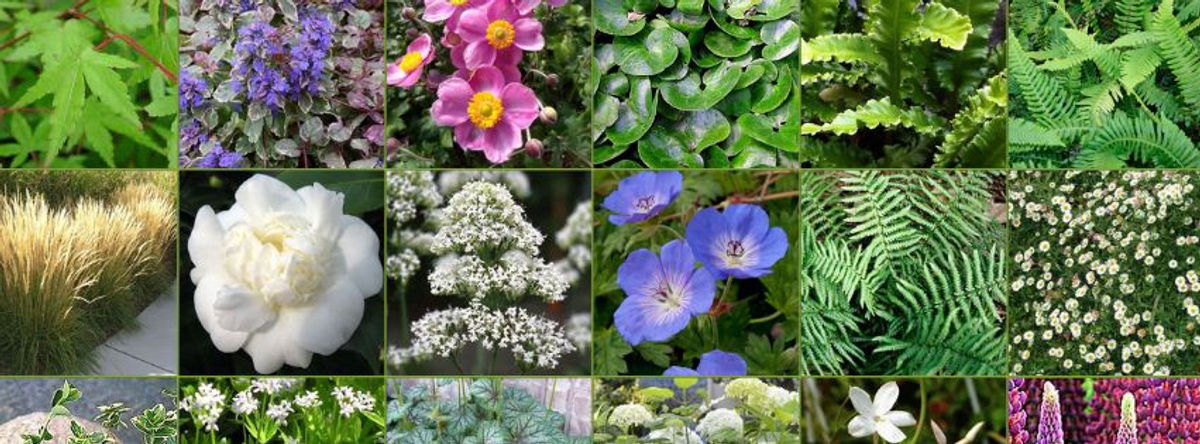 Modern Cottage Garden mood board from the original article.