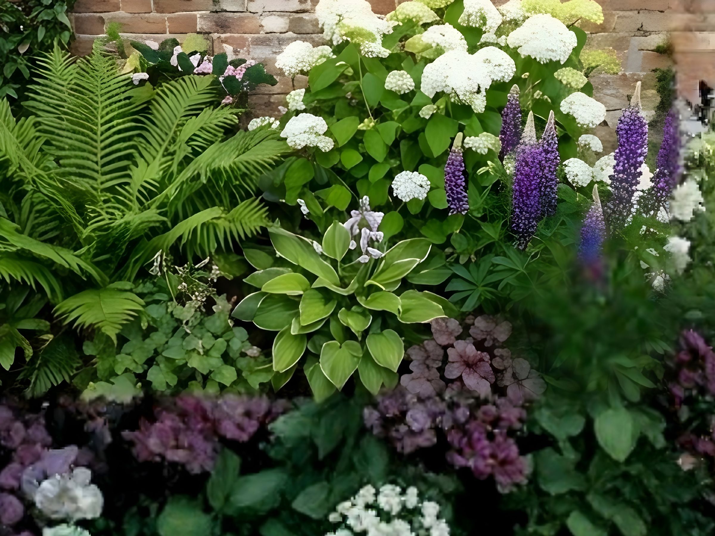 Shade planting with ferns and hostas
